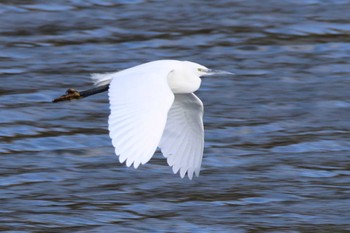 Little Egret 苧ヶ瀬池 Tue, 1/3/2023