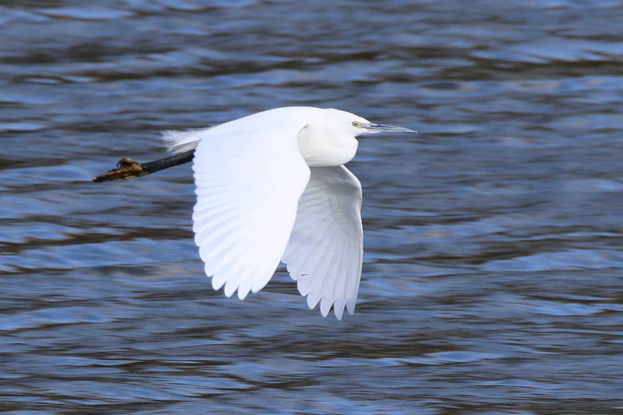 Little Egret