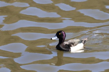 Tufted Duck 苧ヶ瀬池 Tue, 1/3/2023