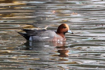 Eurasian Wigeon 苧ヶ瀬池 Tue, 1/3/2023