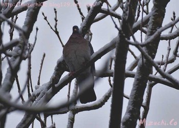 Common Wood Pigeon スイス Sun, 3/18/2018