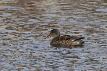 Gadwall 苧ヶ瀬池 Tue, 1/3/2023