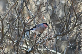 Tue, 1/3/2023 Birding report at 埼玉県