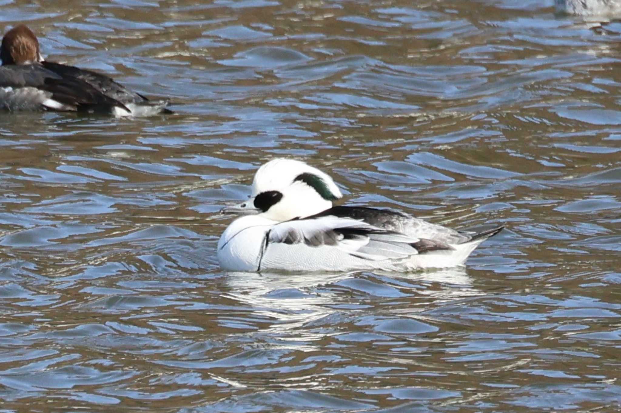Photo of Smew at 苧ヶ瀬池 by OHモリ
