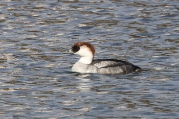 Smew 苧ヶ瀬池 Tue, 1/3/2023