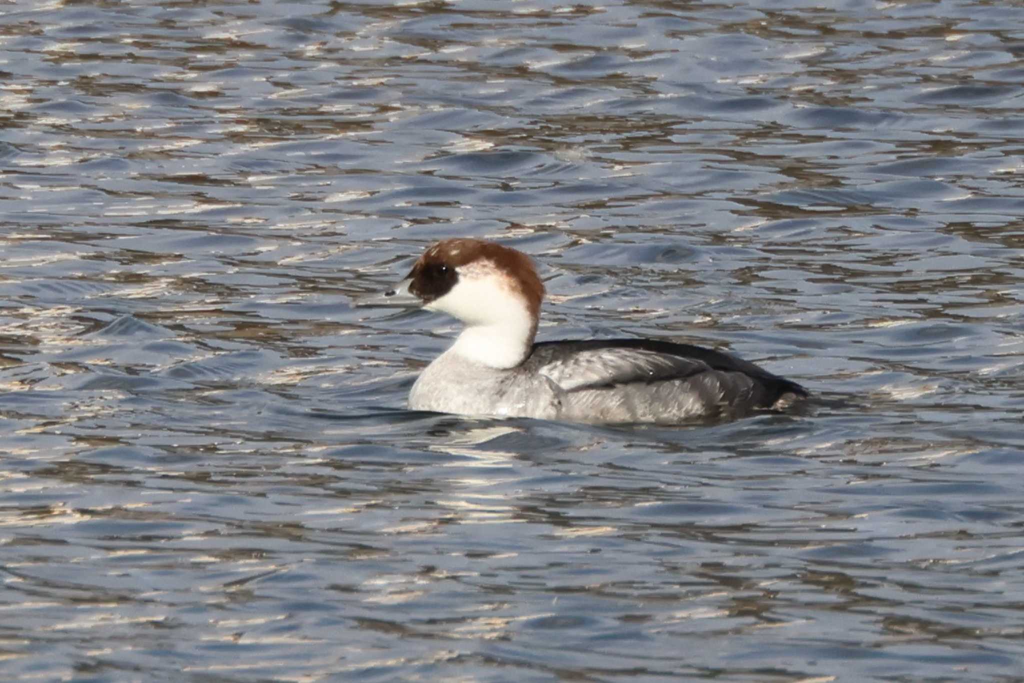 Smew