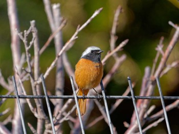 Daurian Redstart 荒崎公園 Mon, 1/2/2023