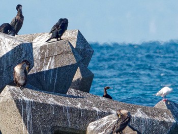 Pelagic Cormorant 荒崎公園 Mon, 1/2/2023