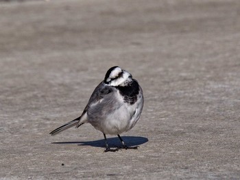 White Wagtail 荒崎公園 Mon, 1/2/2023