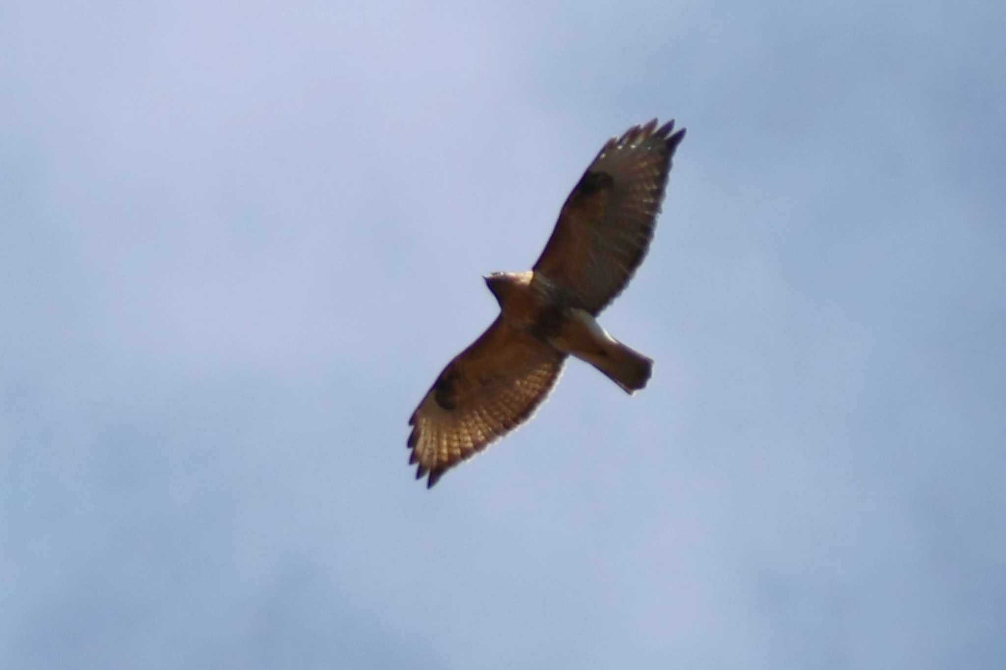 Eastern Buzzard