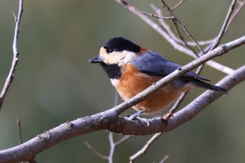 Tue, 1/3/2023 Birding report at 各務野自然遺産の森