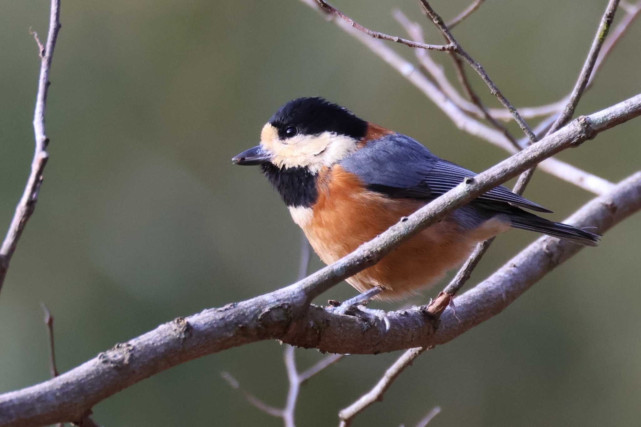 Varied Tit