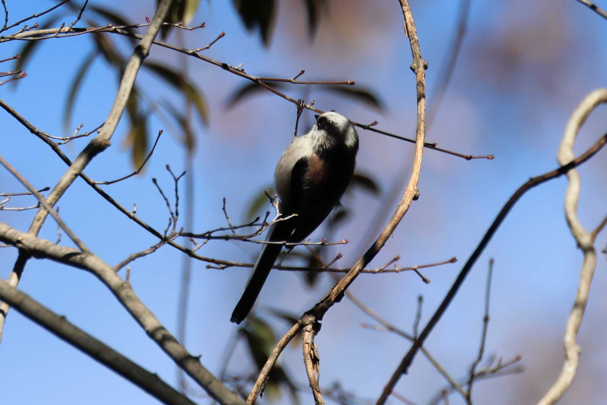 Long-tailed Tit