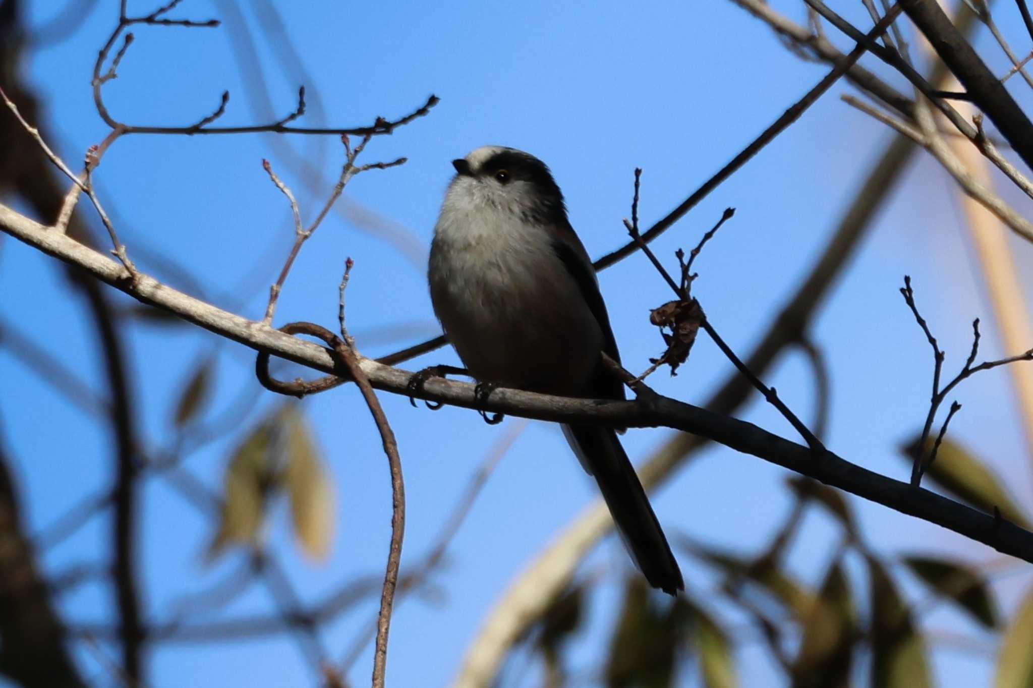 Long-tailed Tit