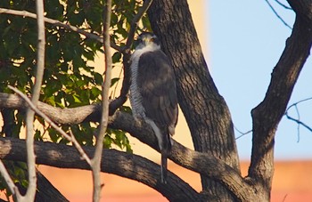 2023年1月3日(火) 万代池の野鳥観察記録