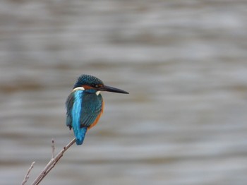 Common Kingfisher 木曽川 Sun, 1/1/2023