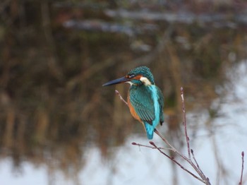 Common Kingfisher 木曽川 Sun, 1/1/2023