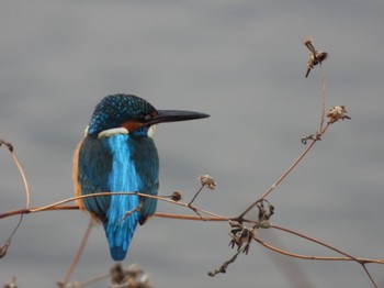 Common Kingfisher 木曽川 Sun, 1/1/2023