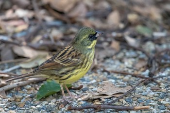 アオジ 須磨離宮公園 2018年3月10日(土)