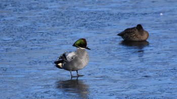 2023年1月3日(火) 小諸発電所第一調整池(杉の木貯水池)の野鳥観察記録