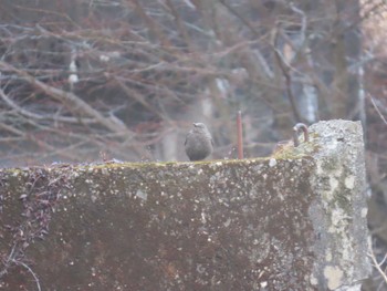 Blue Rock Thrush 中之島公園(三重郡菰野町) Tue, 1/3/2023