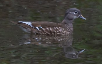 Mandarin Duck 静岡県 Sat, 12/17/2022