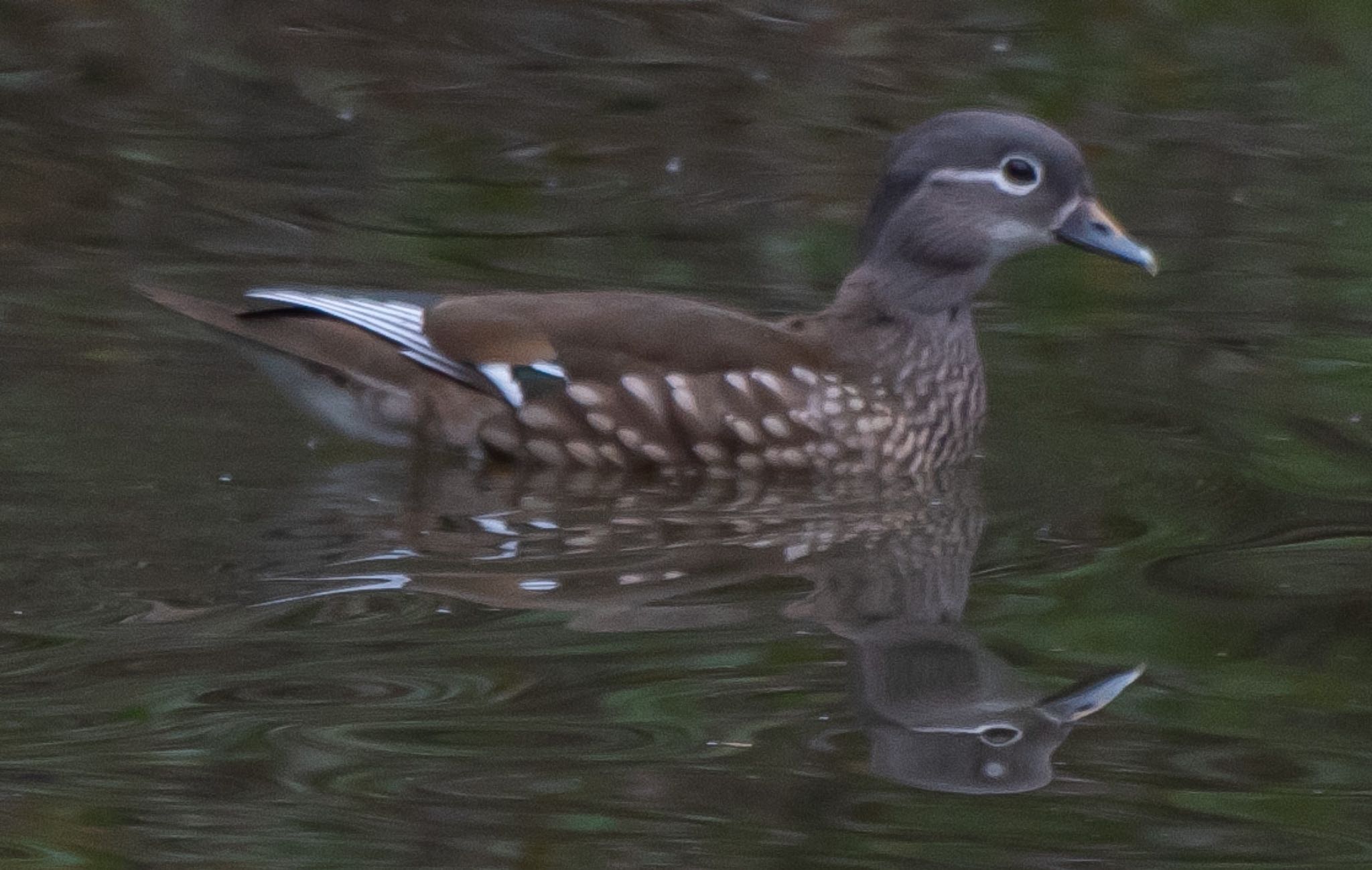 Photo of Mandarin Duck at 静岡県 by はる