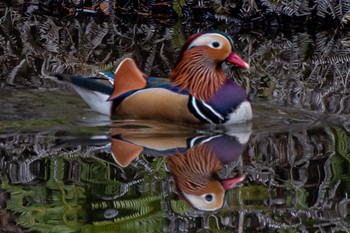 Mandarin Duck 静岡県 Sat, 12/17/2022