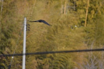 ハシブトガラス 広島県東広島市 鏡山公園 2023年1月3日(火)