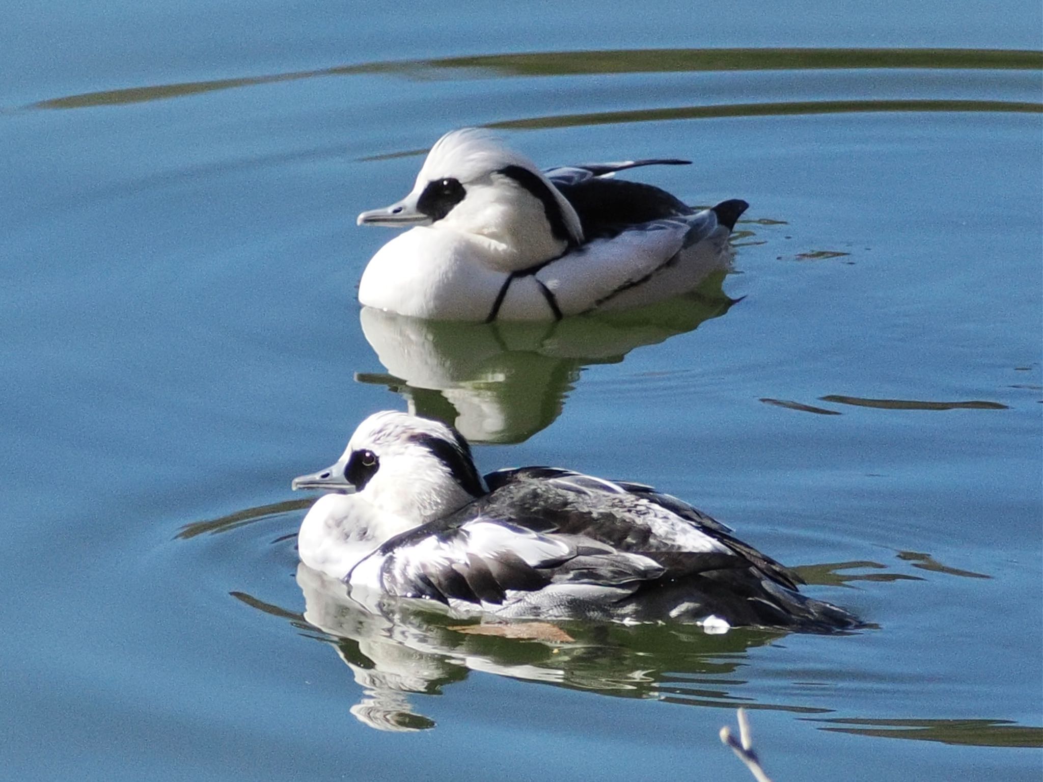 Photo of Smew at 井頭公園 by スキーヤー
