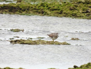 Grey-tailed Tattler Ishigaki Island Sat, 12/31/2022