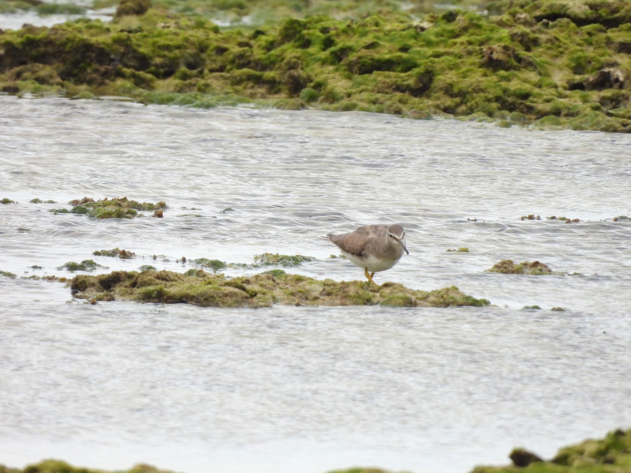 Photo of Grey-tailed Tattler at Ishigaki Island by 鳥散歩