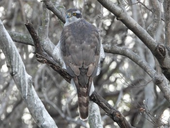 2023年1月3日(火) 水元公園の野鳥観察記録