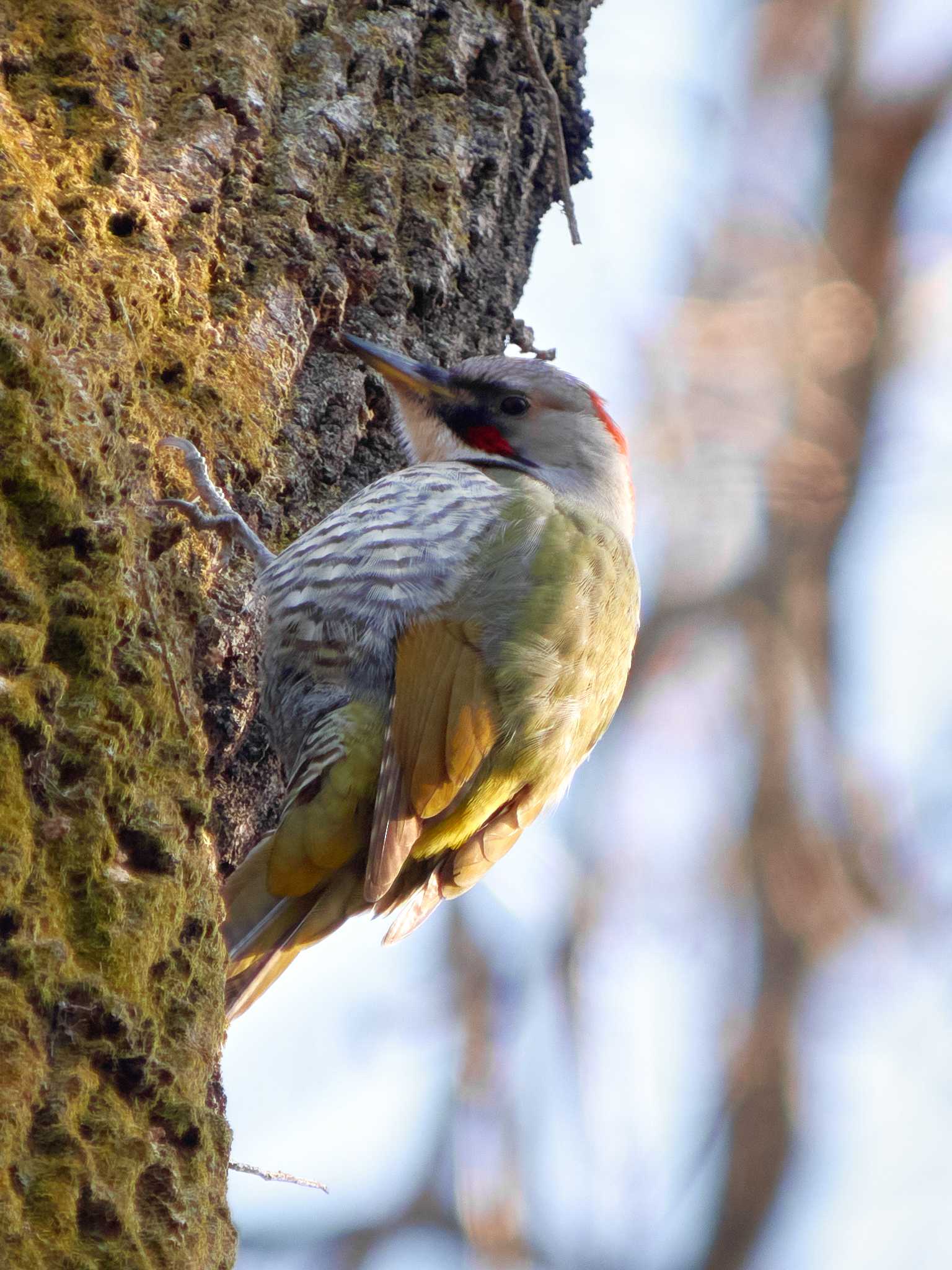 Photo of Japanese Green Woodpecker at 東京都立桜ヶ丘公園(聖蹟桜ヶ丘) by Shinichi.JPN