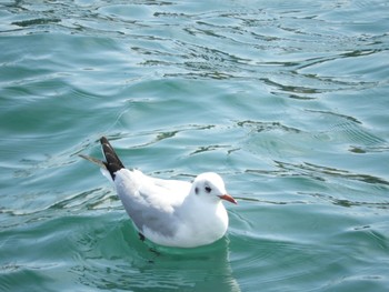 Little Gull 兵庫県南あわじ市 Sun, 3/4/2018