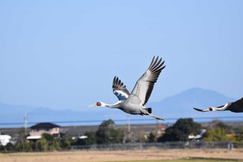 2022年12月27日(火) 出水市ツル観察センターの野鳥観察記録