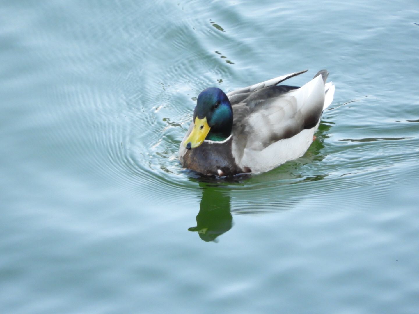 大阪城公園 マガモの写真 by ヒメウズ