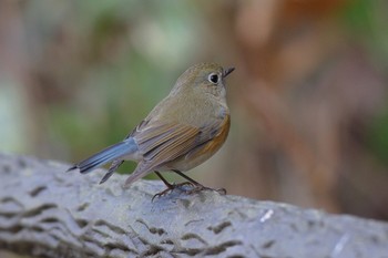 Red-flanked Bluetail Kodomo Shizen Park Mon, 1/2/2023