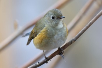 Red-flanked Bluetail Kodomo Shizen Park Mon, 1/2/2023