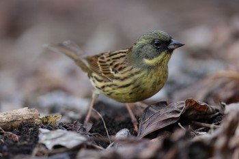 アオジ こども自然公園 (大池公園/横浜市) 2023年1月2日(月)