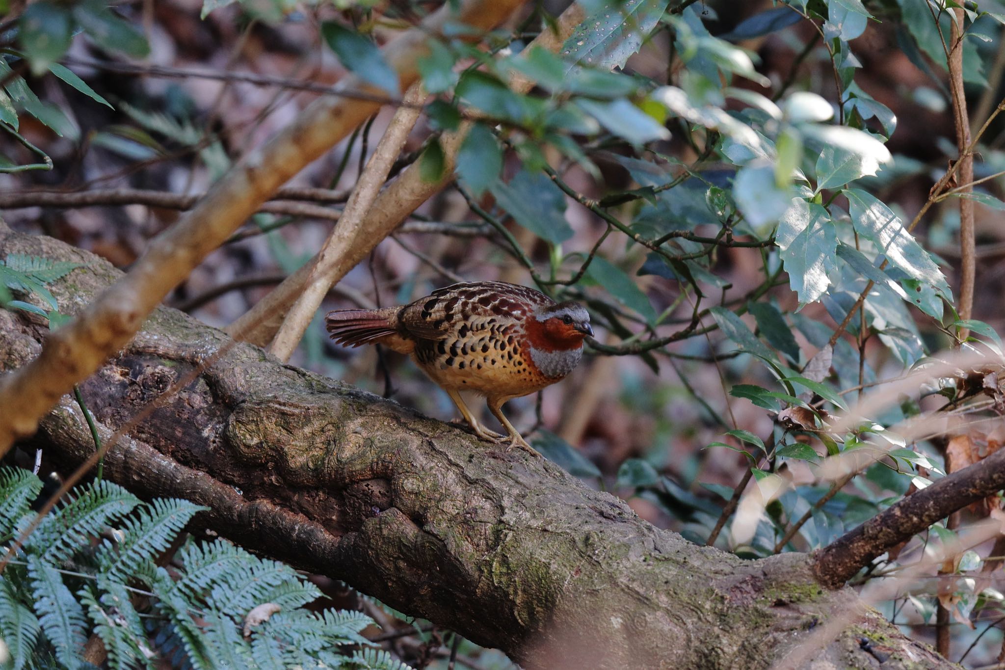 Photo of Chinese Bamboo Partridge at Kodomo Shizen Park by こぐまごろう