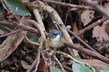 Red-flanked Bluetail Kodomo Shizen Park Tue, 1/3/2023