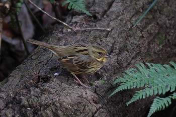 Masked Bunting Kodomo Shizen Park Tue, 1/3/2023