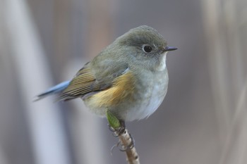 Red-flanked Bluetail Kodomo Shizen Park Tue, 1/3/2023