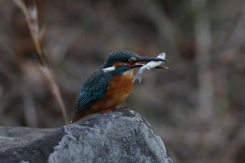 カワセミ こども自然公園 (大池公園/横浜市) 2023年1月3日(火)