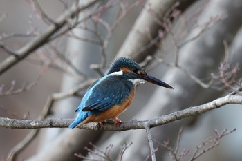 Common Kingfisher Kodomo Shizen Park Tue, 1/3/2023