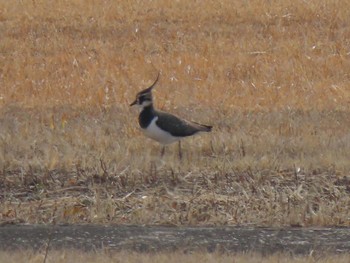 Northern Lapwing 九州佐賀国際空港 Fri, 12/30/2022