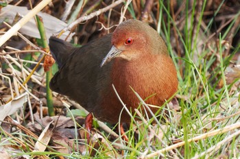 2023年1月2日(月) 舞岡公園の野鳥観察記録