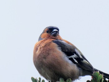 Eurasian Chaffinch Hooker Valley Track, Aoraki/Mt Cook, New Zealand Tue, 12/27/2022