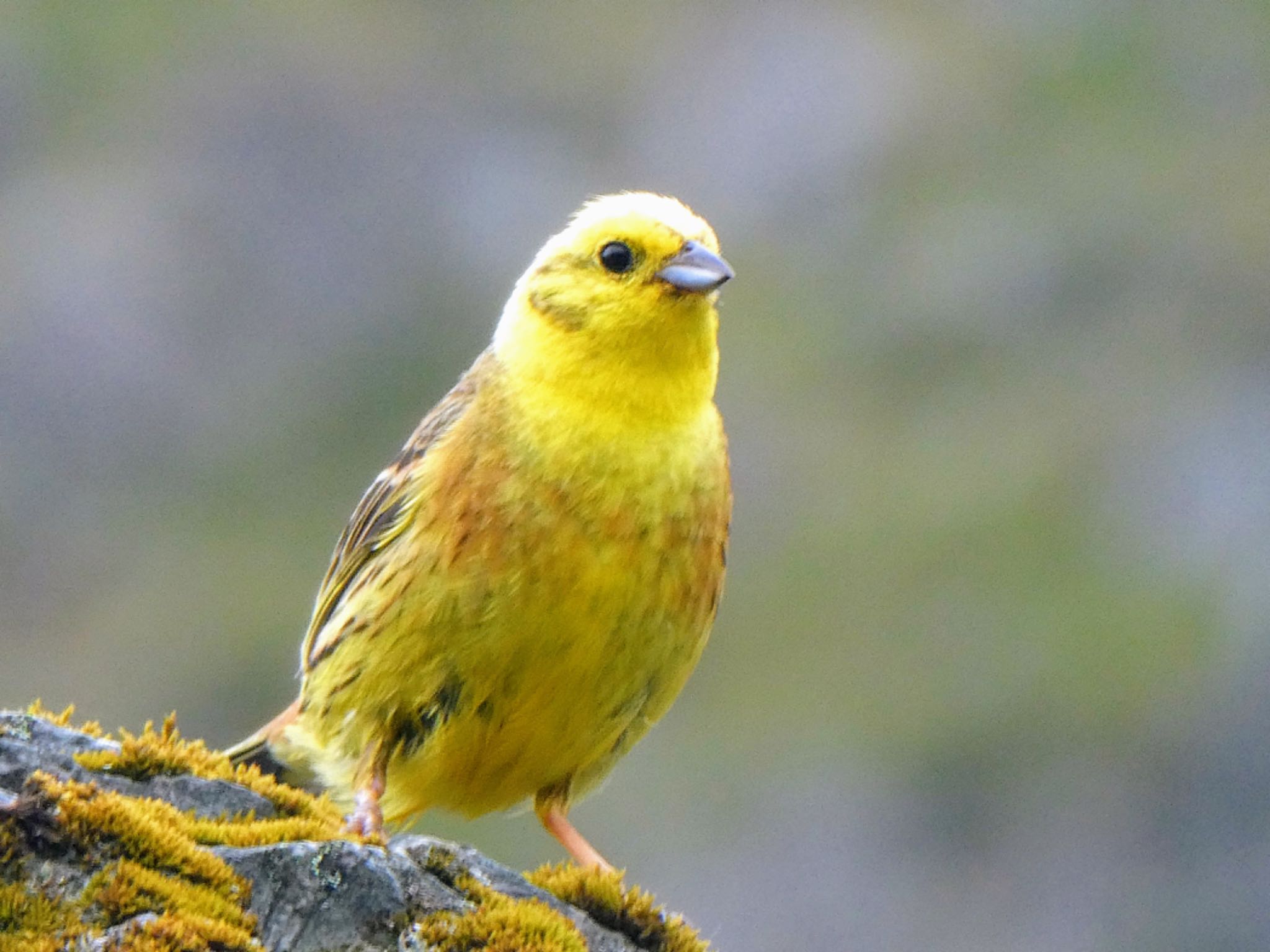 Photo of Yellowhammer at Hooker Valley Track, Aoraki/Mt Cook, New Zealand by Maki